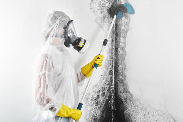 Best Mold Prevention Services  in Pine Crest, TN